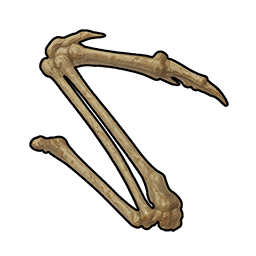 Bird Bone Fragment