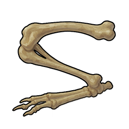 Rabbit Bone Fragment
