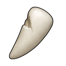 Blunt Rabbit Tooth