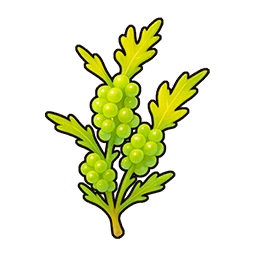 Activated Sea Grapes