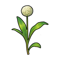 Wild Herb