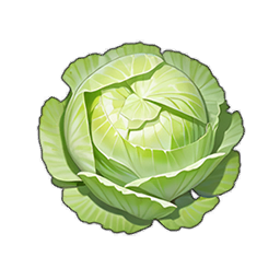 Cabbage