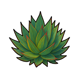Agave