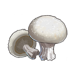 Button Mushroom