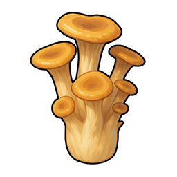 Oyster Mushroom