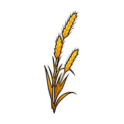 Barley