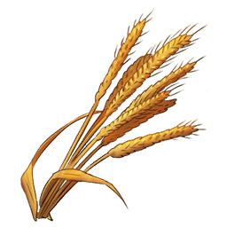 Wheat