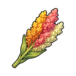 Quinoa