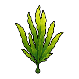 Seaweed